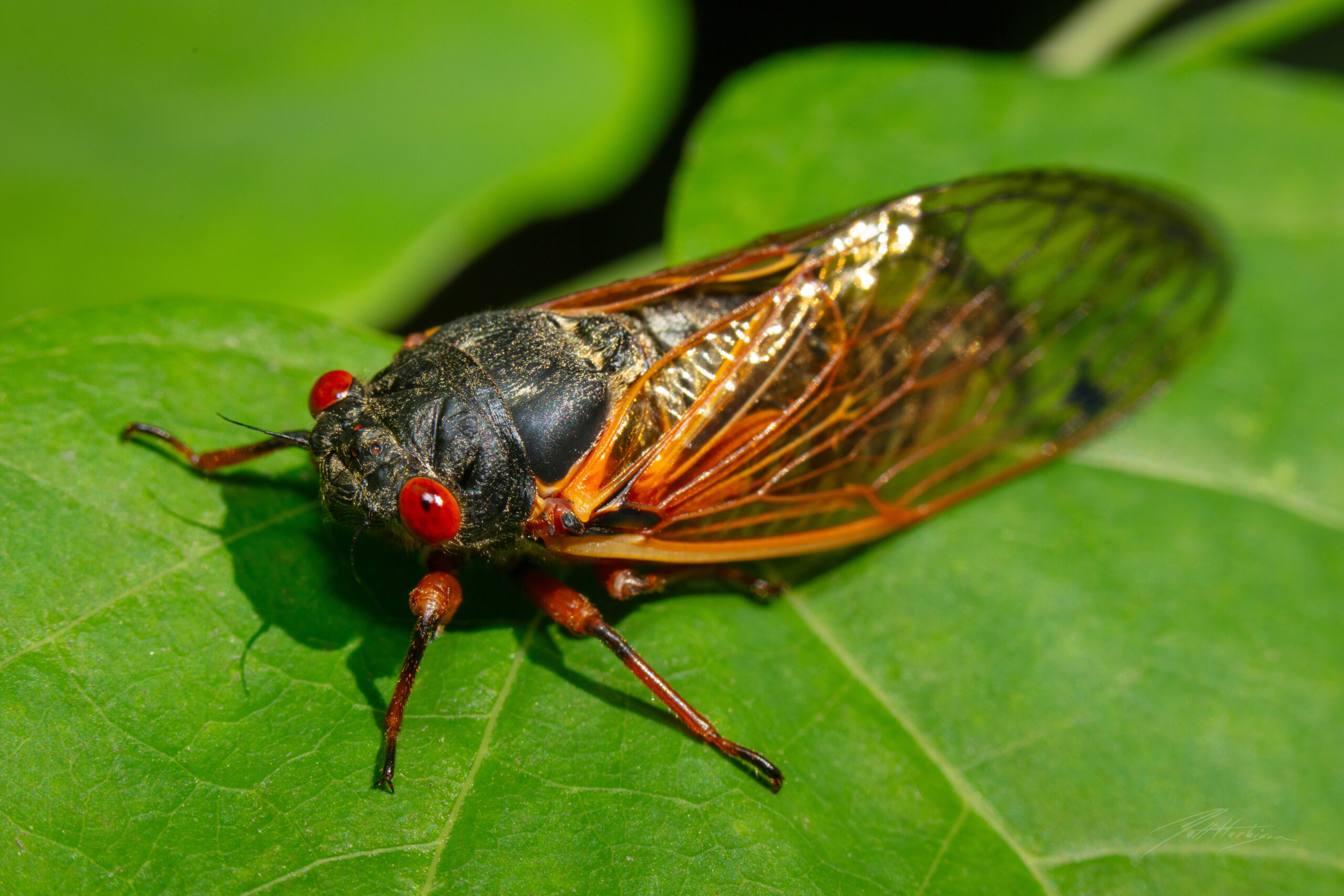 13 Year Cicada
