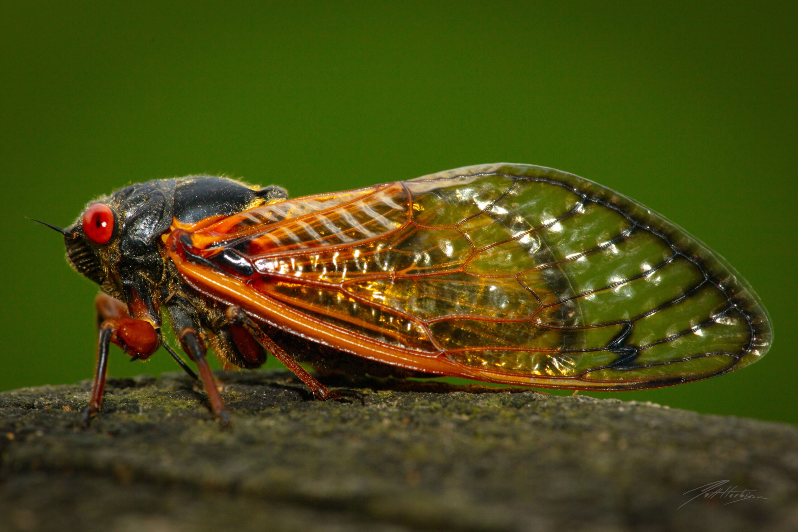The 17 Year Cicada