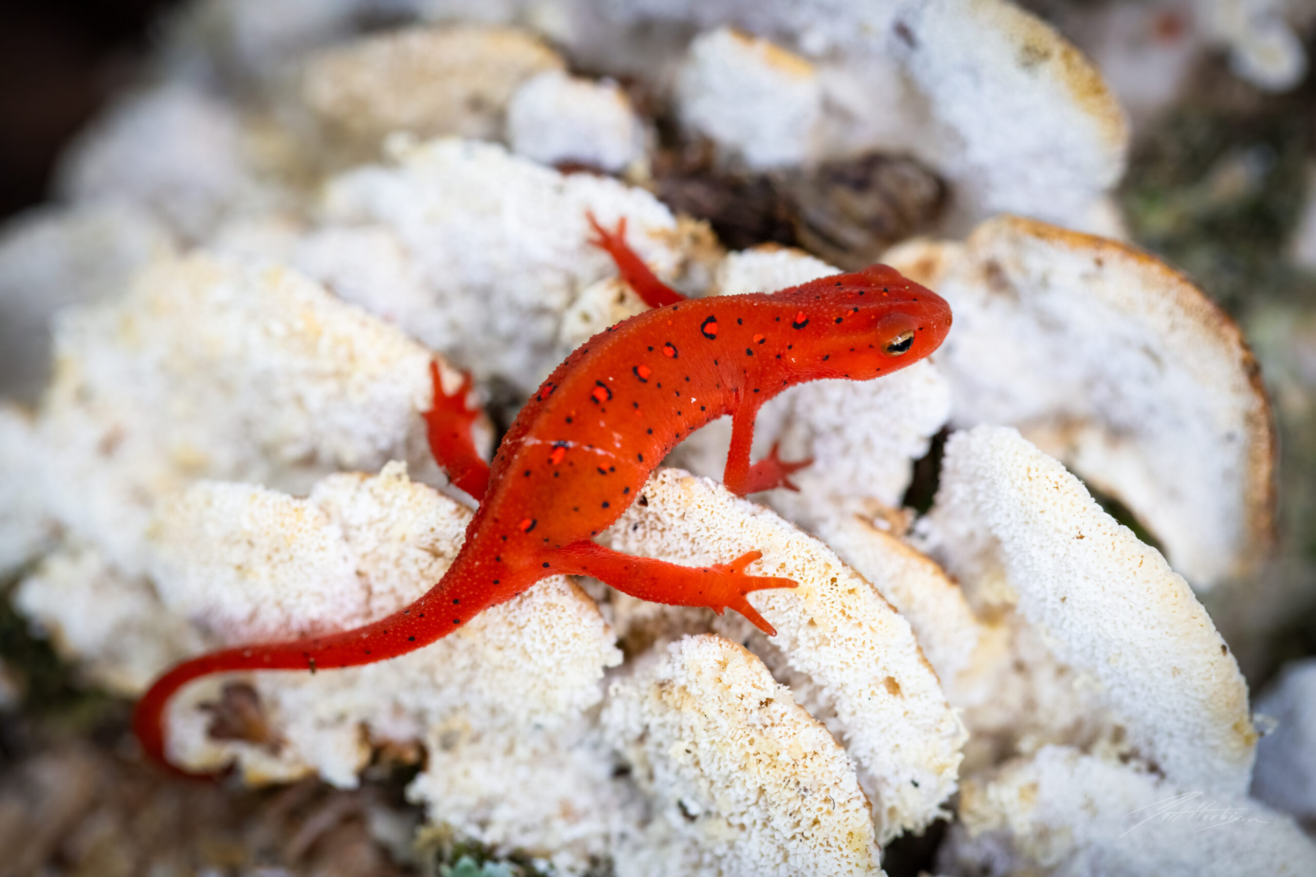 The unken reflex as displayed by an Eastern red-spotted newt.